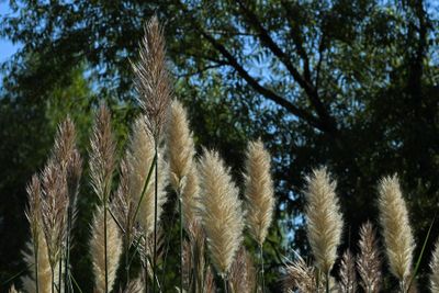 Giant Plume Grass
