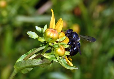 Carpenter Bee