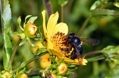 Carpenter Bee