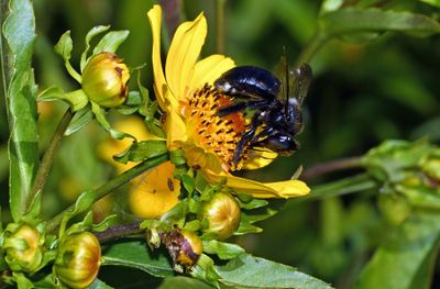 Carpenter Bee