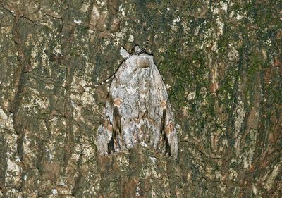 Sad Underwing Moth