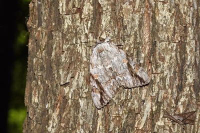 Sad Underwing Moth