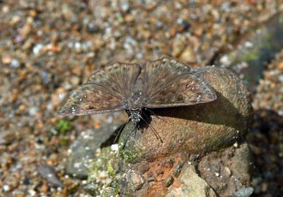 Horace's Duskywing