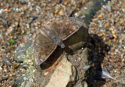 Horace's Duskywing