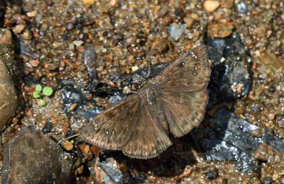 Horace's Duskywing