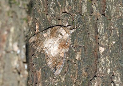 Underwing Moths (Genus Catocala)