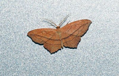 Cross-lined Wave Moth