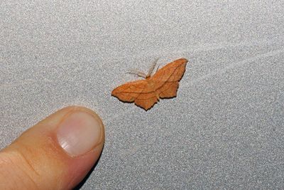 Cross-lined Wave Moth