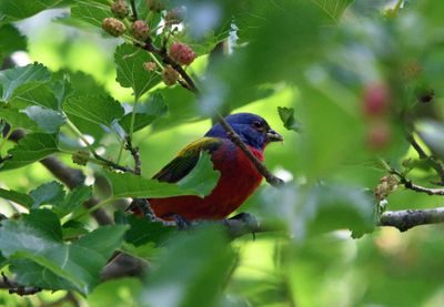 Painted Bunting