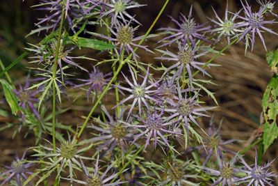 Hooker's Eryngo