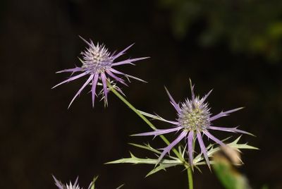 Hooker's Eryngo