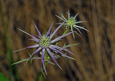 Hooker's Eryngo
