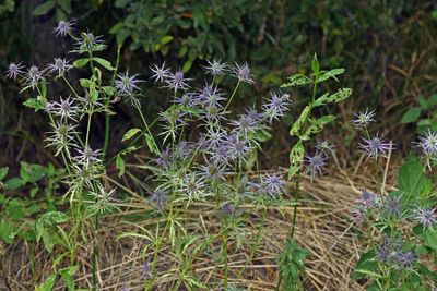 Hooker's Eryngo