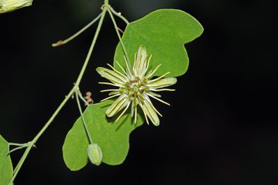 Yellow Passionflower