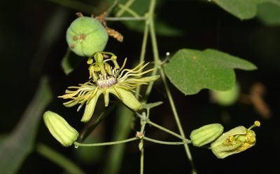 Yellow Passionflower
