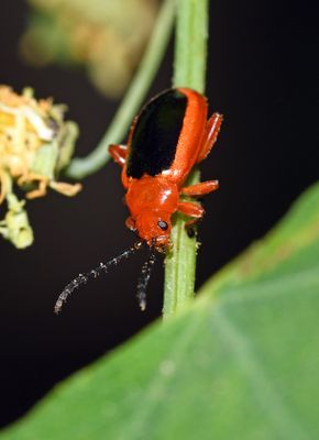 Passionflower Flea Beetle