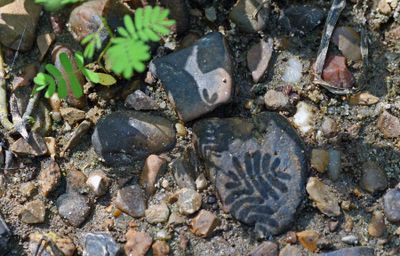 Leaf shadow on rock
