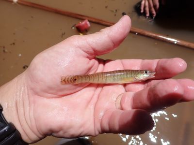 Bigscale Logperch