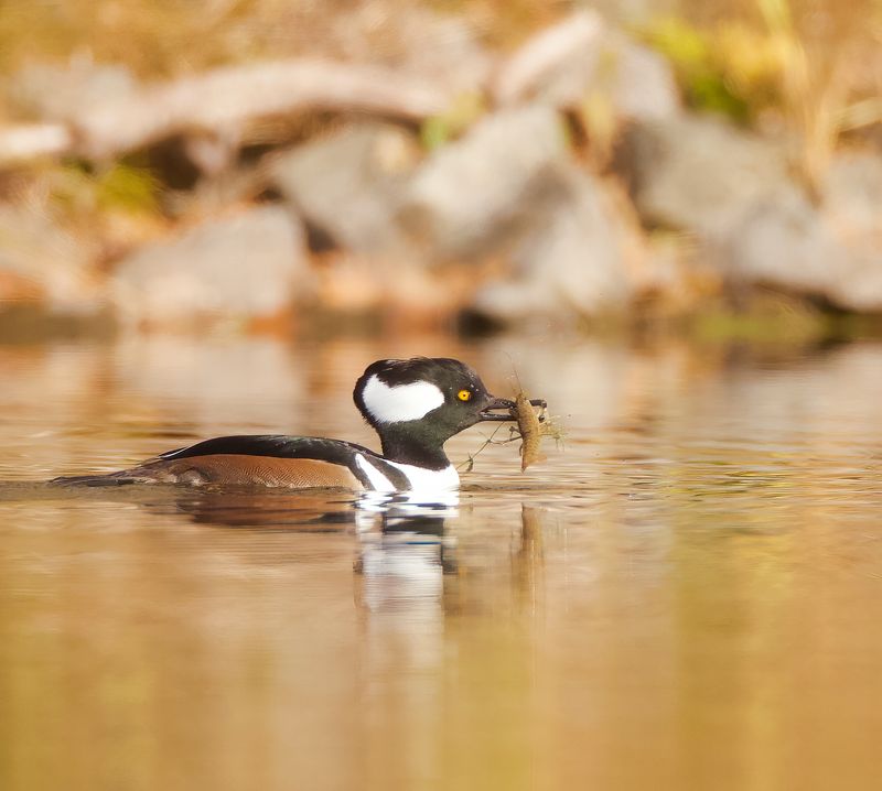 Hooded MerGanser  --  Harle Couronne
