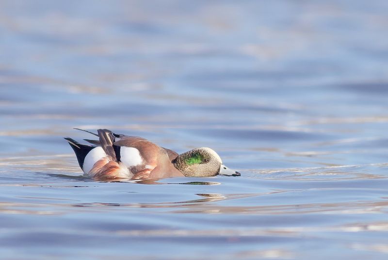 American Wigeon  --  Canard DAmerique