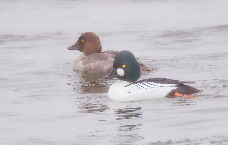 Common GoldenEyes  --  Garrot A Oeil DOr