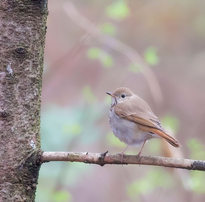 Hermit Thrush  --  Grive Solitaire