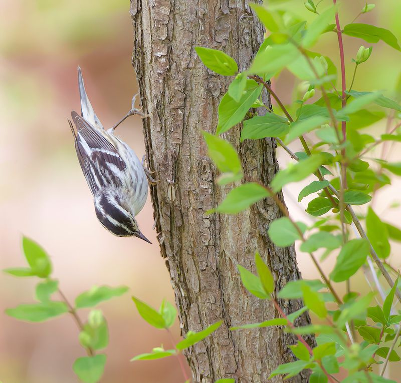 Black-And-White Warbler  --  Paruline Noir Et Blanc