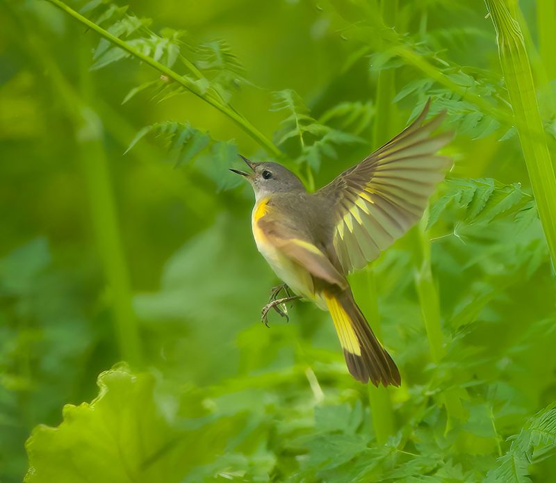 American RedStart  --  Paruline Flamboyante