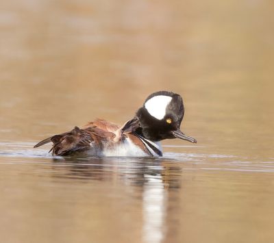 Hooded MerGanser  --  Harle Couronne