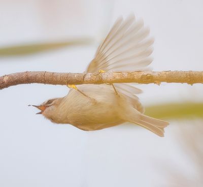 Golden-Crowned KingLet -- Roitelet A Couronne Doree