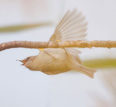 Golden-Crowned KingLet  --  Roitelet A Couronne Doree