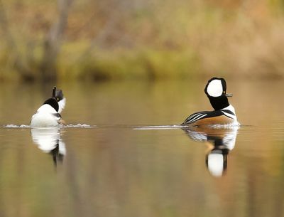 Hooded MerGanser's  --  Harle Couronnes