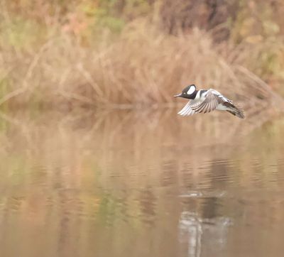 Hooded MerGanser  --  Harle Couronne