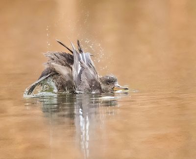 Hooded MerGanser  --  Harle Couronne