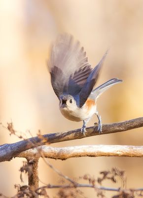 Tufted TitMouse -- Mesange BicoLore
