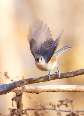 Tufted TitMouse  --  Mesange BicoLore