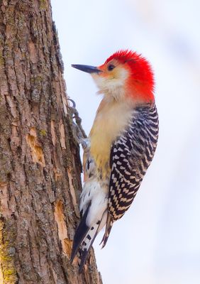 Red-Bellied WoodPecker  --  Pic A Ventre Roux
