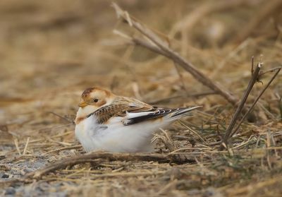 Snow Bunting  --  Plectrophane Des Neiges