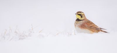 Horned Lark  --  Alouette Hausse-Col