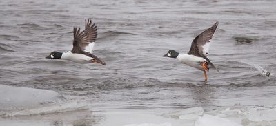 Common GoldenEye  --  Garrot A Oeil DOr