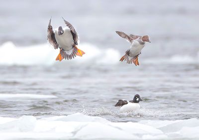 Common GoldenEye's -- Garrot A Oeil D'Or