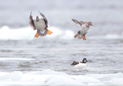 Common GoldenEye's  --  Garrot A Oeil D'Or