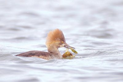 Hooded MerGanser with crawfish -- Harle Couronne avec son écrevisse