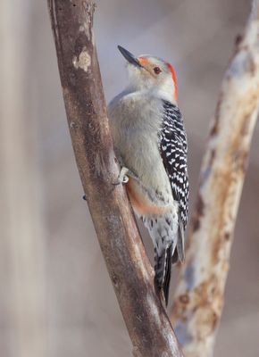 Red-Bellied WoodPecker  --  Pic A Ventre Roux