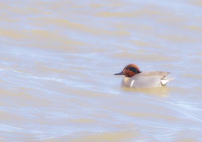 Green - Winged Teal  --  Sarcelle D'Hiver 