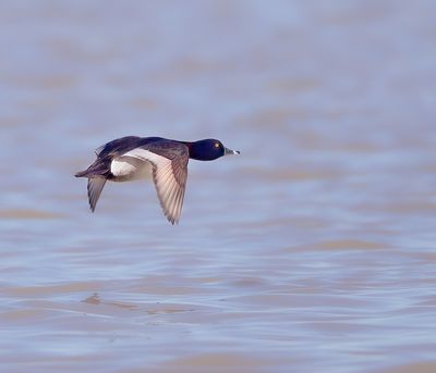 Ring-Necked Duck  --  Fuligule A Collier