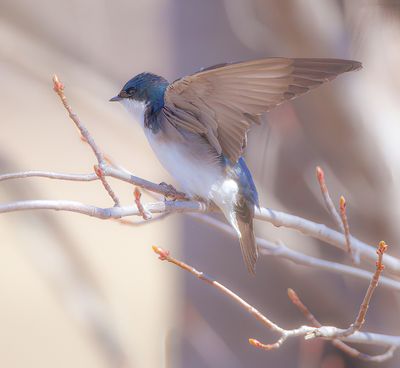Tree Swallow  --  Hirondelle Bicolore