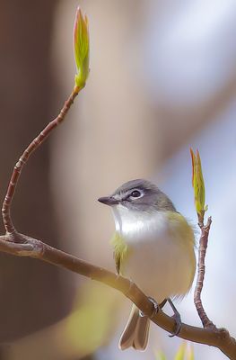 Blue - Headed Vireo  --  Vireo A Tete Bleue