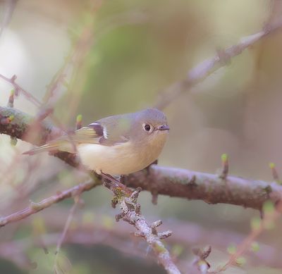 Ruby-Crowned KingLet  --  Roitelet A Couronne Rubis