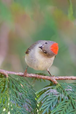 Ruby-Crowned KingLet  --  Roitelet A Couronne Rubis